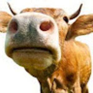 Meet your Posher, Jane